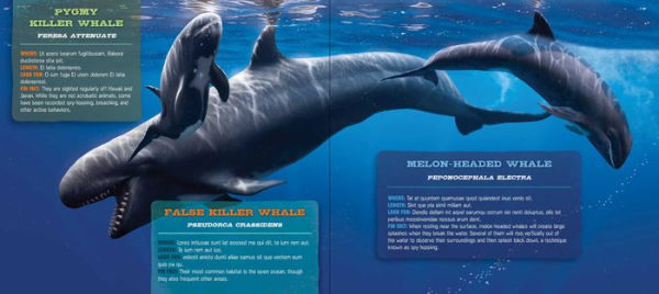 Discovering Whales, Dolphins and Porpoises: The Ultimate Guide to the Ocean's Largest Mammals