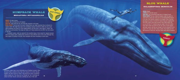 Discovering Whales, Dolphins and Porpoises: The Ultimate Guide to the Ocean's Largest Mammals