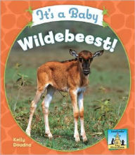 Title: It's a Baby Wildebeest!, Author: Kelly Doudna