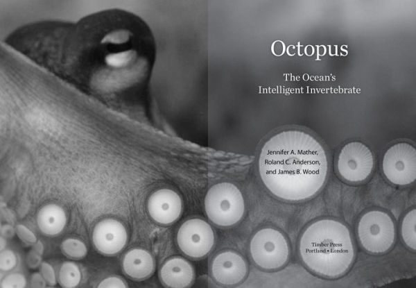 Octopus: The Ocean's Intelligent Invertebrate