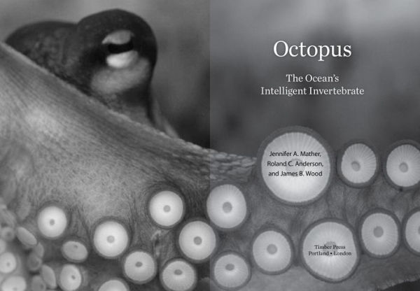 Octopus: The Ocean's Intelligent Invertebrate