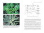 Alternative view 3 of Botany for Gardeners