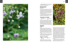 Alternative view 3 of Essential Perennials: The Complete Reference to 2700 Perennials for the Home Garden