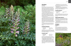 Alternative view 4 of Essential Perennials: The Complete Reference to 2700 Perennials for the Home Garden