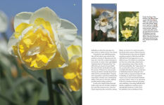 Alternative view 11 of Daffodil: The remarkable story of the world's most popular spring flower