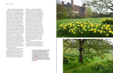 Alternative view 2 of Daffodil: The remarkable story of the world's most popular spring flower