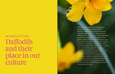 Alternative view 3 of Daffodil: The remarkable story of the world's most popular spring flower