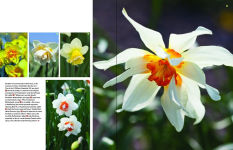 Alternative view 4 of Daffodil: The remarkable story of the world's most popular spring flower