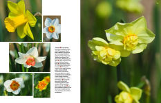 Alternative view 5 of Daffodil: The remarkable story of the world's most popular spring flower