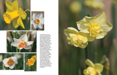 Alternative view 7 of Daffodil: The remarkable story of the world's most popular spring flower