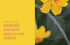 Alternative view 8 of Daffodil: The remarkable story of the world's most popular spring flower