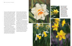 Alternative view 9 of Daffodil: The remarkable story of the world's most popular spring flower