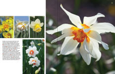 Alternative view 10 of Daffodil: The remarkable story of the world's most popular spring flower