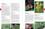 Alternative view 13 of Native Plants of the Southeast: A Comprehensive Guide to the Best 460 Species for the Garden