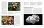 Alternative view 3 of California Mushrooms: The Comprehensive Identification Guide