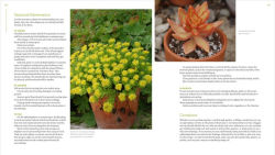 Alternative view 6 of The Plant Lover's Guide to Sedums