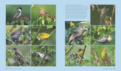 Alternative view 3 of The Living Landscape: Designing for Beauty and Biodiversity in the Home Garden