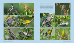 Alternative view 8 of The Living Landscape: Designing for Beauty and Biodiversity in the Home Garden
