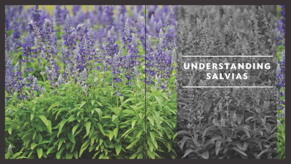 The Plant Lover's Guide to Salvias