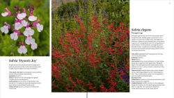 Alternative view 5 of The Plant Lover's Guide to Salvias