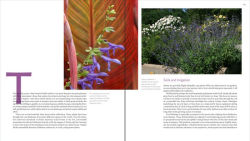 Alternative view 6 of The Plant Lover's Guide to Salvias