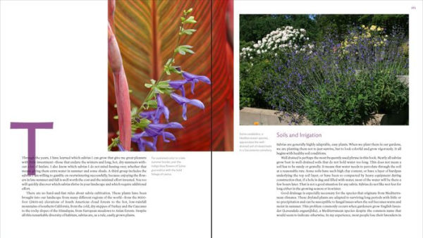 The Plant Lover's Guide to Salvias