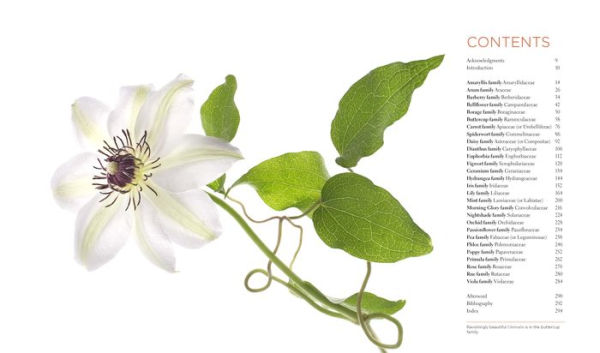 Seeing Flowers: Discover the Hidden Life of Flowers