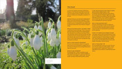 Alternative view 3 of The Plant Lover's Guide to Snowdrops