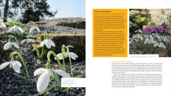 Alternative view 5 of The Plant Lover's Guide to Snowdrops