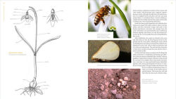 Alternative view 6 of The Plant Lover's Guide to Snowdrops