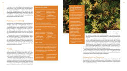 Alternative view 11 of The Plant Lover's Guide to Ferns