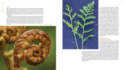 Alternative view 13 of The Plant Lover's Guide to Ferns