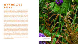 Alternative view 2 of The Plant Lover's Guide to Ferns