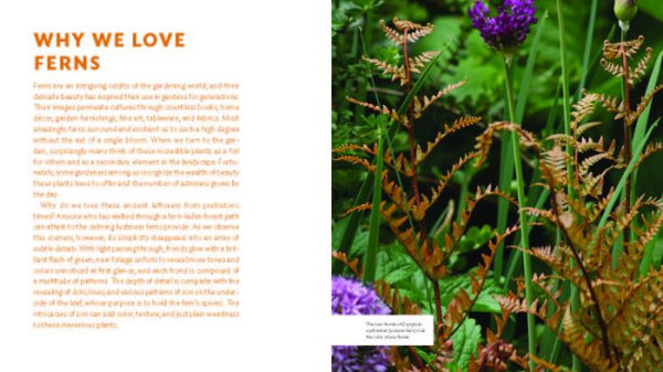 The Plant Lover's Guide to Ferns