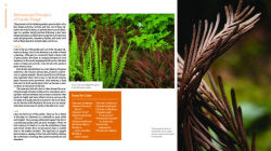 Alternative view 3 of The Plant Lover's Guide to Ferns
