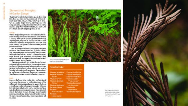 The Plant Lover's Guide to Ferns