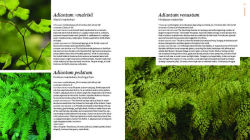 Alternative view 5 of The Plant Lover's Guide to Ferns