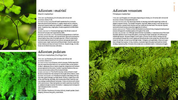 The Plant Lover's Guide to Ferns
