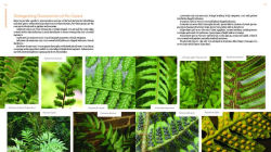 Alternative view 6 of The Plant Lover's Guide to Ferns