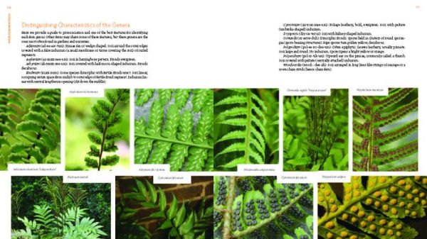 The Plant Lover's Guide to Ferns