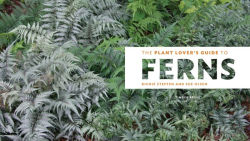 Alternative view 7 of The Plant Lover's Guide to Ferns