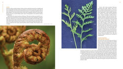 Alternative view 10 of The Plant Lover's Guide to Ferns
