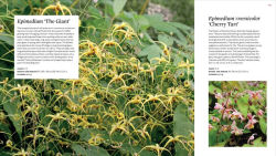 Alternative view 2 of The Plant Lover's Guide to Epimediums