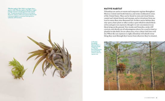 Air Plants The Curious World Of Tillandsias By Zenaida