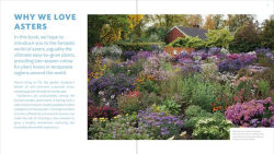 Alternative view 2 of The Plant Lover's Guide to Asters