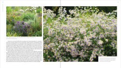 Alternative view 3 of The Plant Lover's Guide to Asters