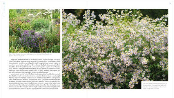 The Plant Lover's Guide to Asters