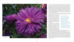 Alternative view 4 of The Plant Lover's Guide to Asters