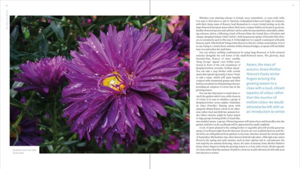 The Plant Lover's Guide to Asters