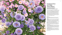 Alternative view 5 of The Plant Lover's Guide to Asters